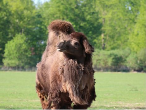 Pasteurized Camel Milk For Sale Online