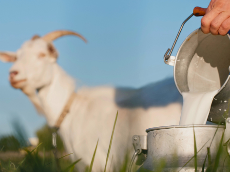 Raw Goat Cheese in PA