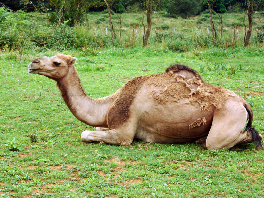 pasteurized camel milk